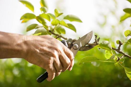 6 Essential Tree Care Resources For Storm-Ready Properties In Holland, MI